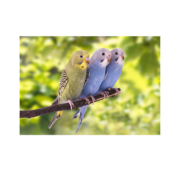 Vogels